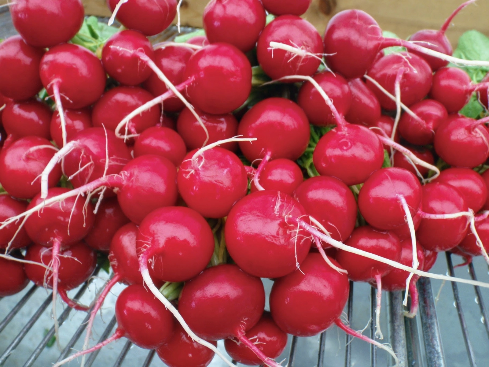 red-radish-bunch-3